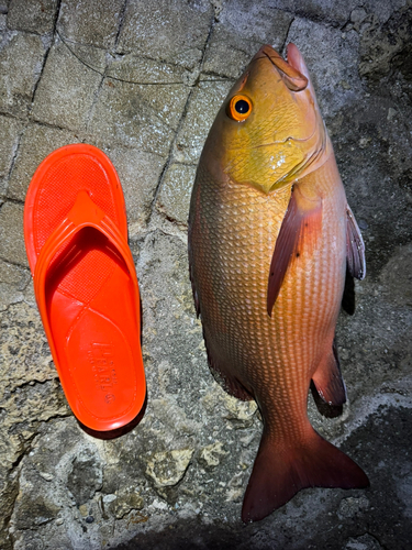 バラフエダイの釣果