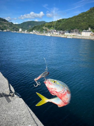 ツバスの釣果