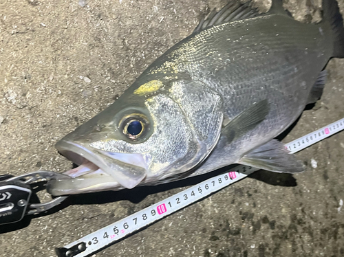 フッコ（ヒラスズキ）の釣果