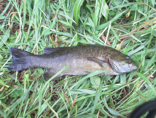 スモールマウスバスの釣果