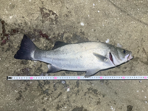 フッコ（ヒラスズキ）の釣果