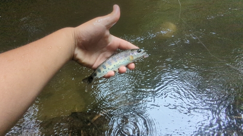 ヤマメの釣果