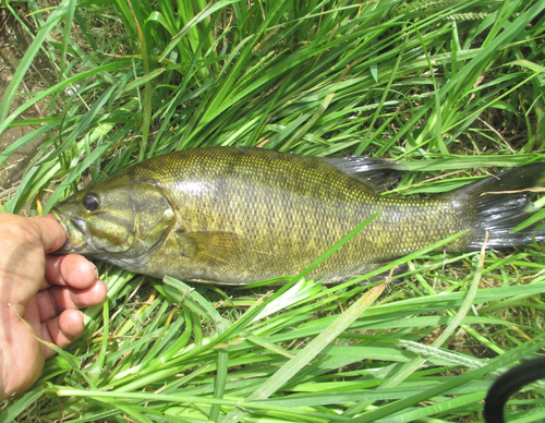 スモールマウスバスの釣果