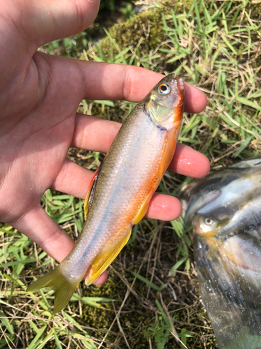 カワムツの釣果