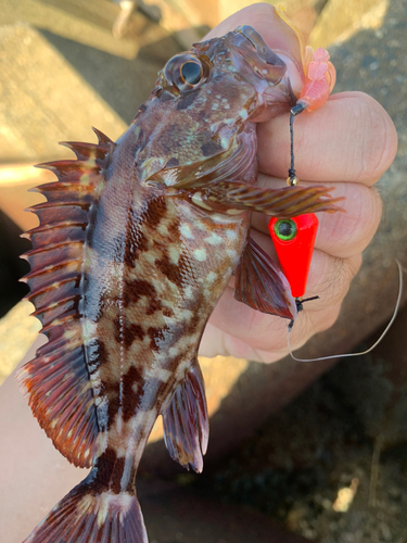 カサゴの釣果