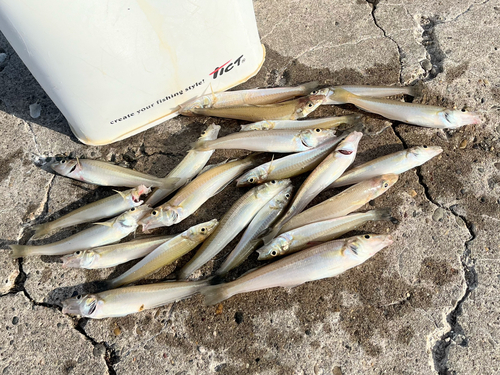 シロギスの釣果