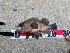 シロメバルの釣果