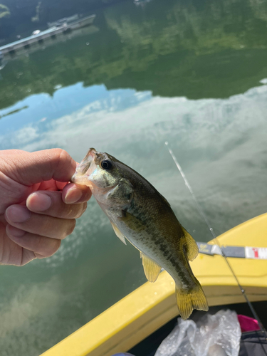 ラージマウスバスの釣果