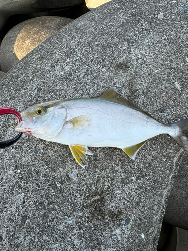 ショゴの釣果