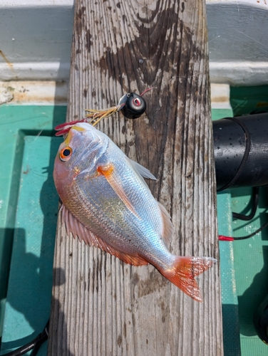 レンコダイの釣果