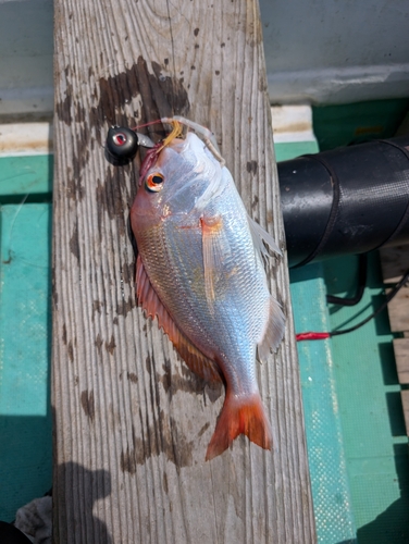 レンコダイの釣果