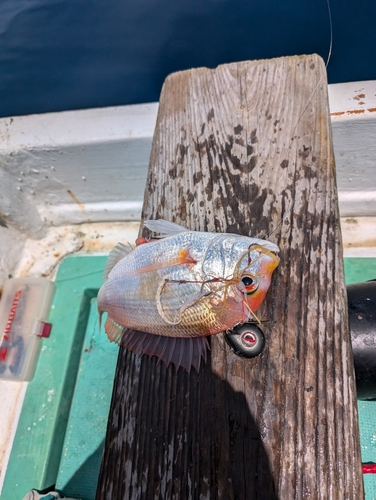 レンコダイの釣果