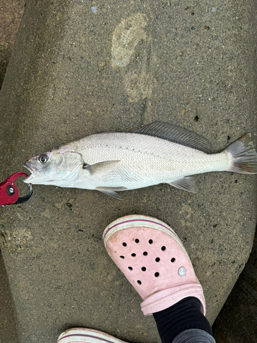 ニベの釣果