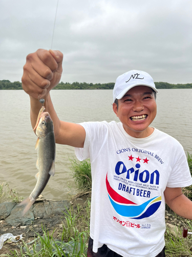 ウグイの釣果