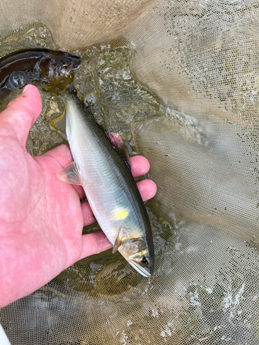 アユの釣果