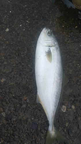 ワカシの釣果