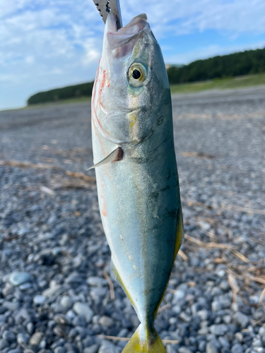 ワカシの釣果