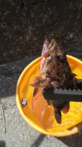 カサゴの釣果