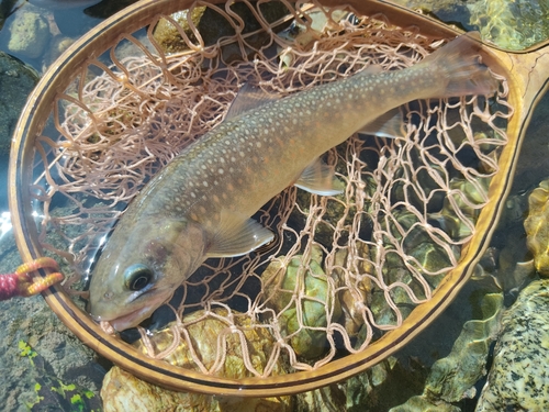 イワナの釣果