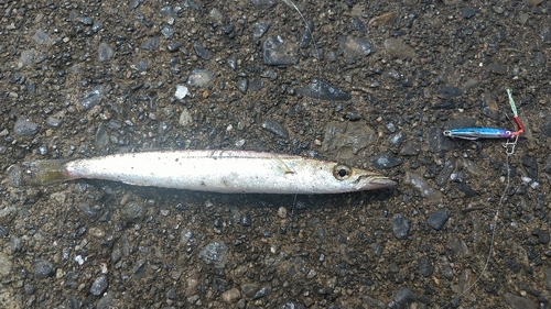 カマスの釣果