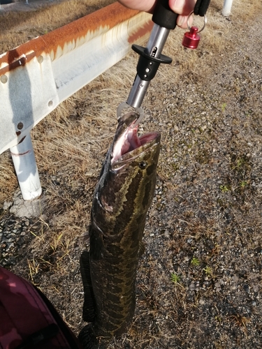 ライギョの釣果