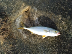 ワカシの釣果