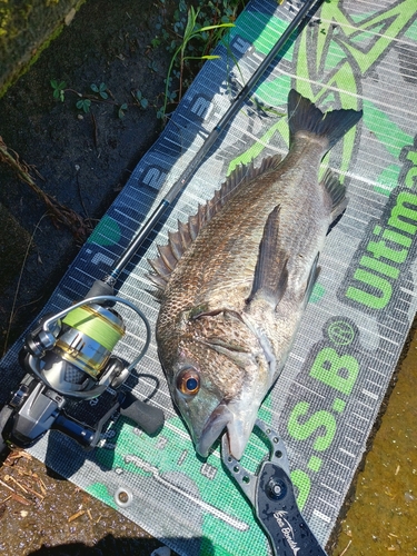 チヌの釣果