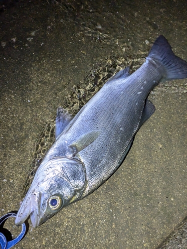 フッコ（ヒラスズキ）の釣果