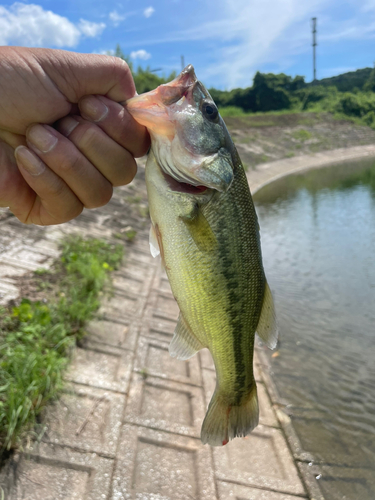 ブラックバスの釣果