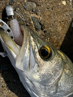 スズキの釣果