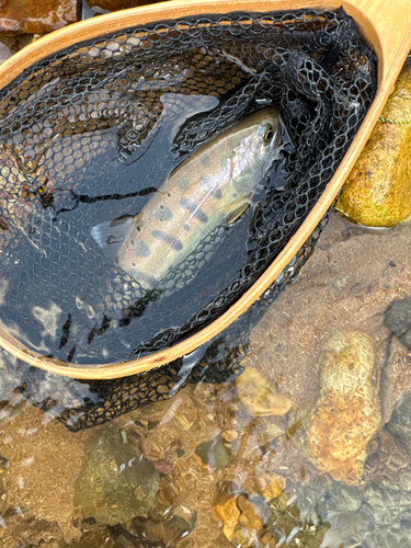 ヤマメの釣果