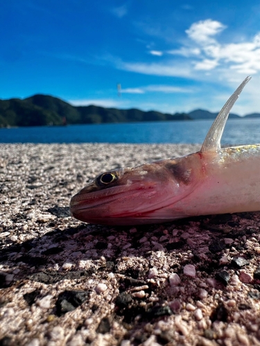 エソの釣果