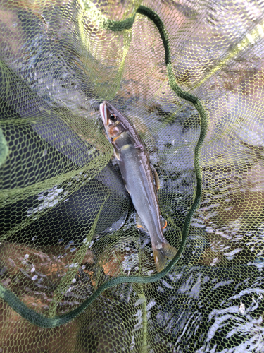 アユの釣果