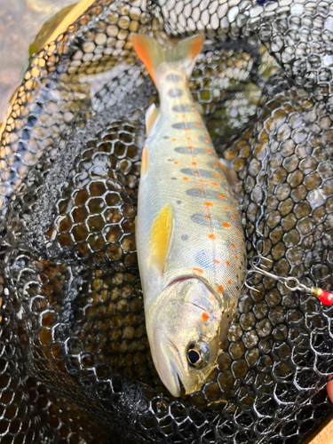 アマゴの釣果