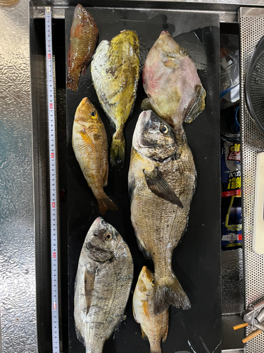 クロダイの釣果