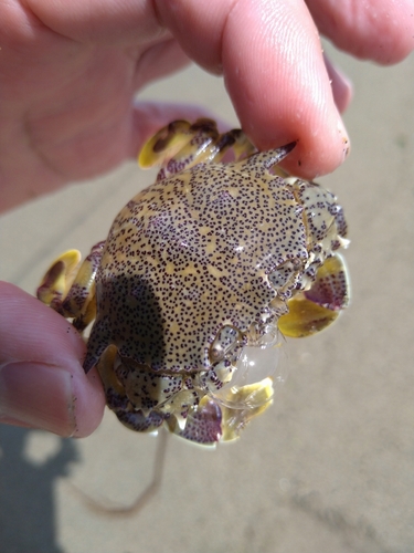 カニの釣果