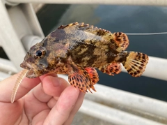 ヨロイメバルの釣果