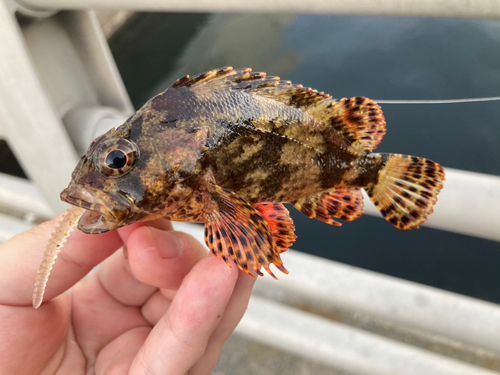 ヨロイメバルの釣果