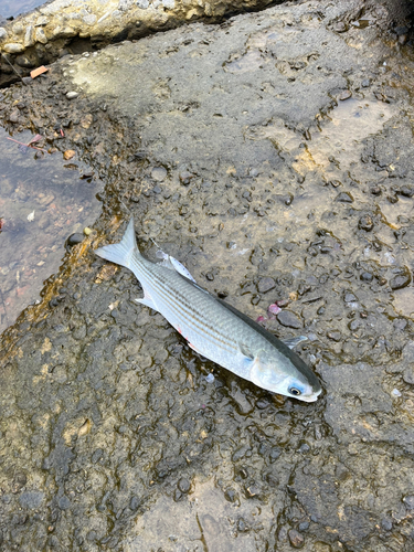 ボラの釣果