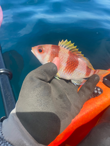 タマガシラの釣果