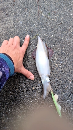 ケンサキイカの釣果