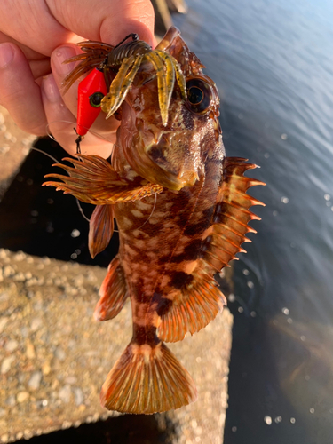 カサゴの釣果