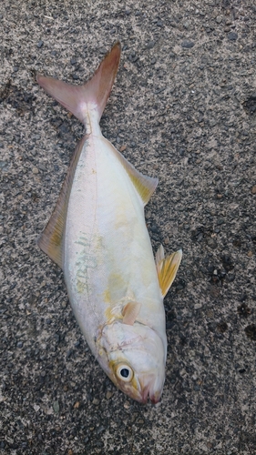 ショゴの釣果