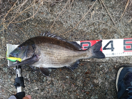 チヌの釣果