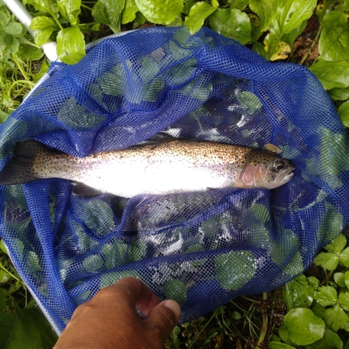 ニジマスの釣果