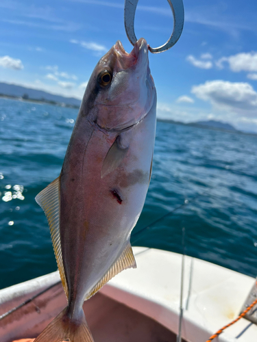 ネリゴの釣果