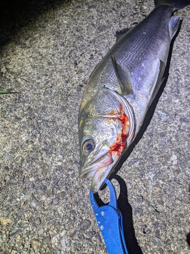 スズキの釣果