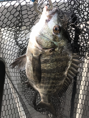 クロダイの釣果