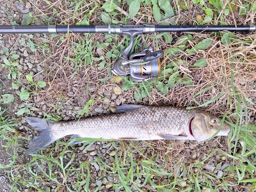 ニゴイの釣果