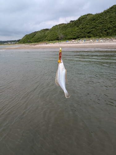 ソゲの釣果